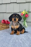 Marabelle, a female Dachshund for sale in Nappanee, IN – Photo 3 of 8