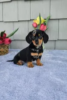 Marabelle, a female Dachshund for sale in Nappanee, IN – Photo 5 of 8