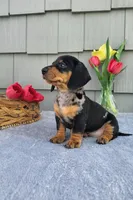 Marabelle, a female Dachshund for sale in Nappanee, IN – Photo 4 of 8