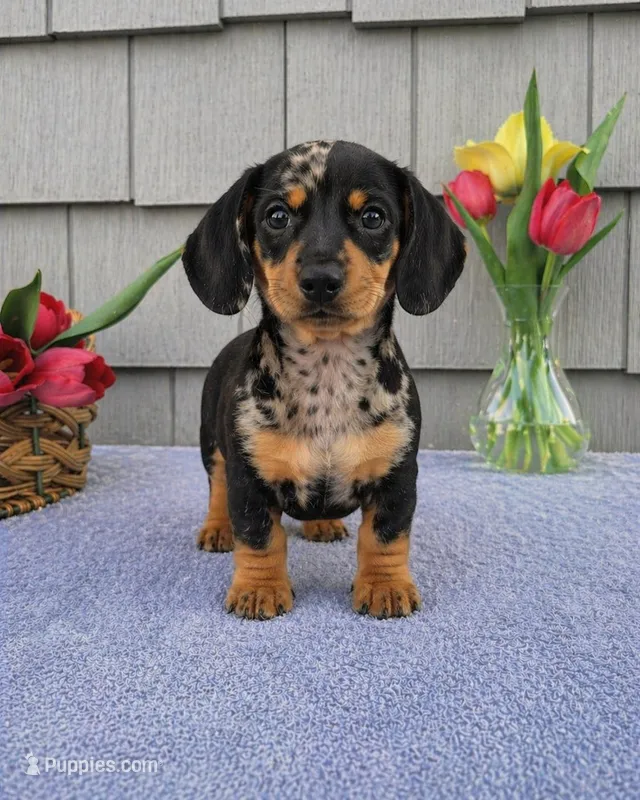 Marabelle – Dachshund puppy for sale in Nappanee, IN