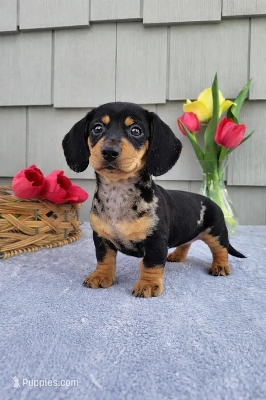 Marabelle – Dachshund puppy for sale in Nappanee, IN