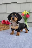 Marabelle, a female Dachshund for sale in Nappanee, IN – Photo 1 of 8