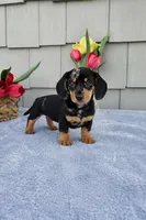 Marabelle, a female Dachshund for sale in Nappanee, IN – Photo 7 of 8