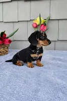 Marabelle, a female Dachshund for sale in Nappanee, IN – Photo 6 of 8