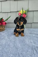 Marabelle, a female Dachshund for sale in Nappanee, IN – Photo 8 of 8