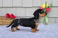 Marabelle, a female Dachshund for sale in Nappanee, IN – Photo 2 of 8