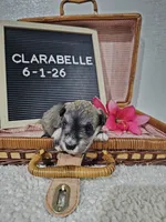 Clarabelle, a female Miniature Schnauzer for sale in Nappanee, IN – 4 of 10