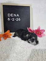 Dena, a female Miniature Schnauzer for sale in Nappanee, IN – 10 of 10