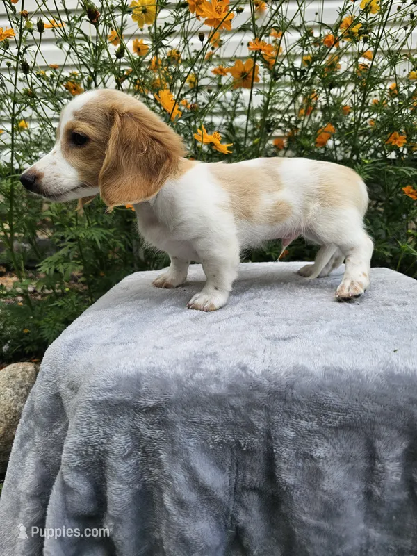 Flash – Miniature Dachshund puppy for sale in Nappanee, IN