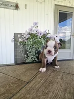 Alfie, a male Boston Terrier for sale in Nappanee, IN – 7 of 10