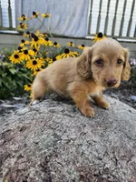 Pumpkin, a male Miniature Dachshund for sale in Nappanee, IN – 7 of 10