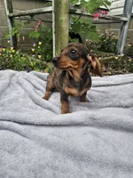 Maggie, a female Dachshund for sale in Nappanee, IN – 10 of 10