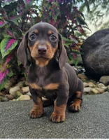 Rock, a male Dachshund for sale in Nappanee, IN – 2 of 9