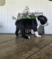 Arlo, a male Boston Terrier for sale in Nappanee, IN – 4 of 10