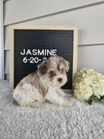 Jasmine, a female Miniature Schnauzer for sale in Nappanee, IN – 4 of 10