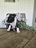 Arlo, a male Boston Terrier for sale in Nappanee, IN – 7 of 10