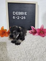 Debbie, a female Miniature Schnauzer for sale in Nappanee, IN – 8 of 10