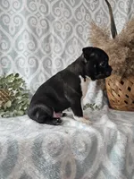 Cody, a male Boston Terrier for sale in Nappanee, IN – Photo 6 of 10