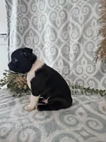 Cody, a male Boston Terrier for sale in Nappanee, IN – Photo 4 of 10