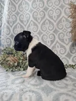 Cody, a male Boston Terrier for sale in Nappanee, IN – Photo 5 of 10