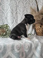 Cody, a male Boston Terrier for sale in Nappanee, IN – Photo 2 of 10