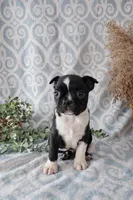 Cody, a male Boston Terrier for sale in Nappanee, IN – Photo 1 of 10