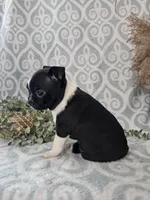 Cody, a male Boston Terrier for sale in Nappanee, IN – Photo 3 of 10