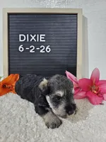 Dixie, a female Miniature Schnauzer for sale in Nappanee, IN – 4 of 10