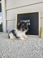 Jamie, a male Miniature Schnauzer for sale in Nappanee, IN – 3 of 9