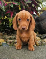 Rex, a male Dachshund for sale in Nappanee, IN – 5 of 9