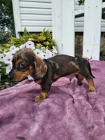 Hunter, a male Miniature Dachshund for sale in Nappanee, IN – 8 of 9