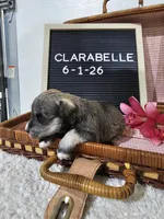 Clarabelle, a female Miniature Schnauzer for sale in Nappanee, IN – 3 of 10