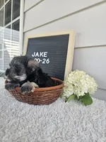 Jake, a male Miniature Schnauzer for sale in Nappanee, IN – 3 of 10