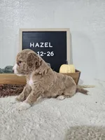 Hazel, a female Miniature Goldendoodle for sale in Nappanee, IN – 6 of 10