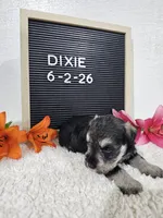 Dixie, a female Miniature Schnauzer for sale in Nappanee, IN – 2 of 10