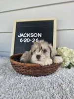 Jackson, a male Miniature Schnauzer for sale in Nappanee, IN – 10 of 10