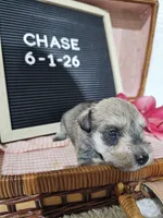 Chase, a male Miniature Schnauzer for sale in Nappanee, IN – 8 of 10