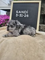 Sandi, a female Miniature Schnauzer for sale in Nappanee, IN – 3 of 8