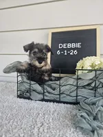 Debbie, a female Miniature Schnauzer for sale in Nappanee, IN – 8 of 8