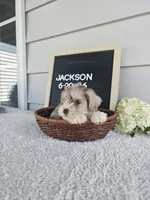 Jackson, a male Miniature Schnauzer for sale in Nappanee, IN – 7 of 10