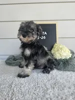 Crista, a male Miniature Schnauzer for sale in Nappanee, IN – 9 of 9