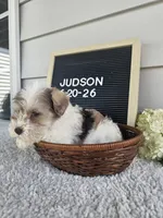 Judson, a male Miniature Schnauzer for sale in Nappanee, IN – 8 of 9