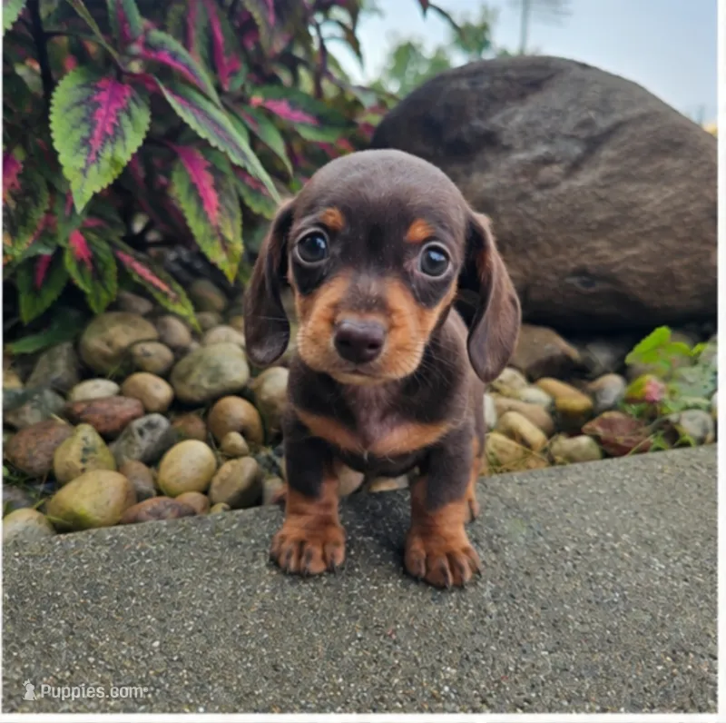 Roxy – Dachshund puppy for sale in Nappanee, IN