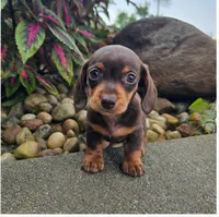 Roxy, a female Dachshund for sale in Nappanee, IN – 1 of 9