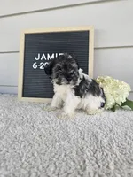 Jamie, a male Miniature Schnauzer for sale in Nappanee, IN – 4 of 9