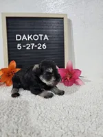 Dakota, a male Miniature Schnauzer for sale in Nappanee, IN – 2 of 10