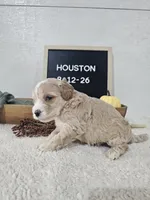 Houston, a male Miniature Goldendoodle for sale in Nappanee, IN – 3 of 8