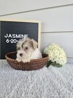 Jasmine, a female Miniature Schnauzer for sale in Nappanee, IN – 10 of 10