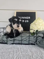 Gunner, a male Miniature Schnauzer for sale in Nappanee, IN – 9 of 10