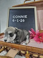 Connie, a female Miniature Schnauzer for sale in Nappanee, IN – 5 of 9